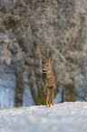 Rehbock im Schnee