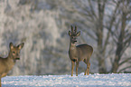 Rehbcke im Schnee