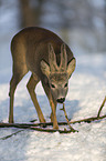 Rehbock im Schnee