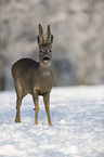 Rehbock im Schnee