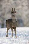 Rehbock im Schnee