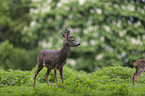 Rehbock auf der Wiese