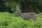 Rehbock auf der Wiese