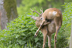 Rehbock im Wald