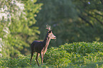 Rehbock auf der Wiese