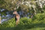 Rehbock auf der Wiese