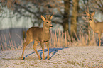 Rehbcke im Schnee