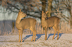 stehende Rehe