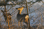 stehende Rehe