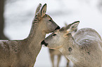 Rehe Portrait