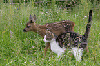 Rehkitz mit Katze