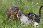 Rehkitz mit Katze