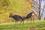 Reh Ricke und Bock