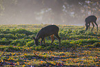 Rehe