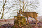 Rehe