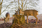 Rehe