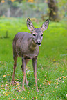 Rehwild