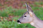 Rehwild
