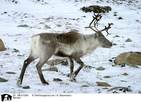 Rentier / reindeer / HB-01069