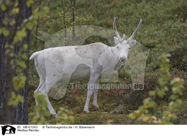 Weies Rentier / white reindeer / HB-01243