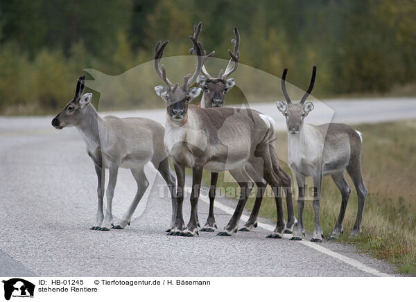 stehende Rentiere / standing reindeers / HB-01245