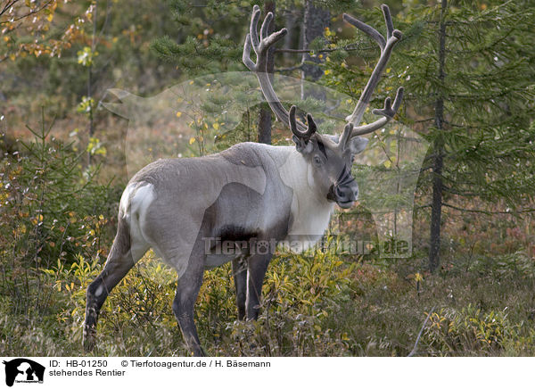 stehendes Rentier / standing reindeer / HB-01250