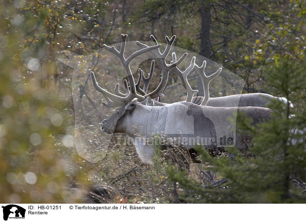 Rentiere / reindeers / HB-01251