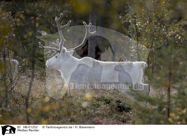 Weies Rentier / white reindeer / HB-01252