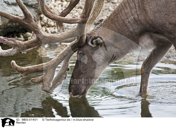 Rentier / reindeer / MBS-01401