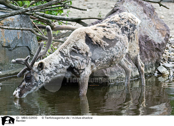 Rentier / reindeer / MBS-02600
