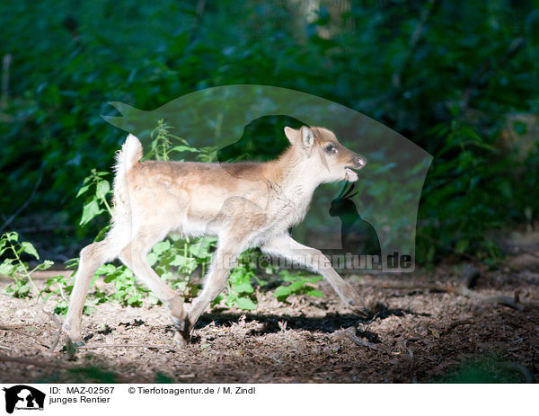 junges Rentier / young reindeer / MAZ-02567