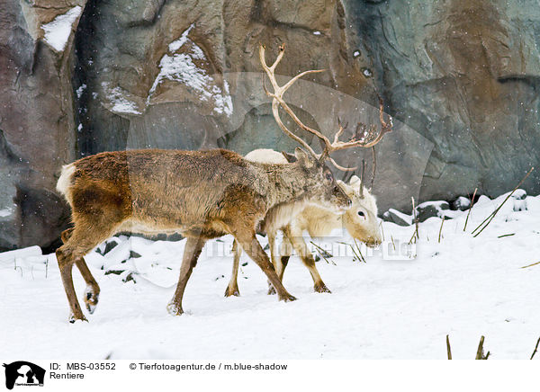 Rentiere / reindeer / MBS-03552
