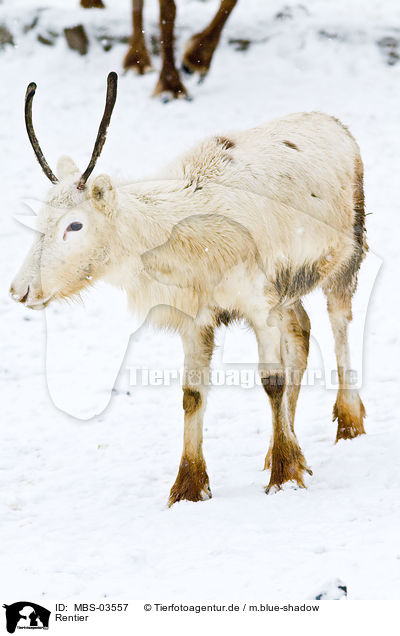 Rentier / reindeer / MBS-03557