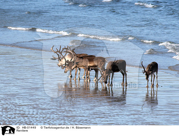 Rentiere / reindeers / HB-01449