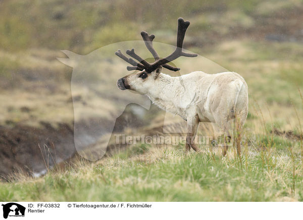 Rentier / reindeer / FF-03832