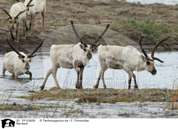 Rentiere / reindeer / FF-03856