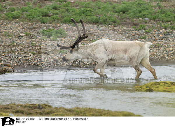 Rentier / reindeer / FF-03859