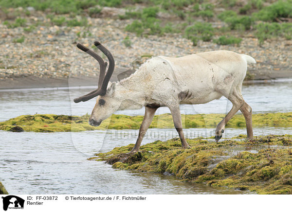 Rentier / reindeer / FF-03872