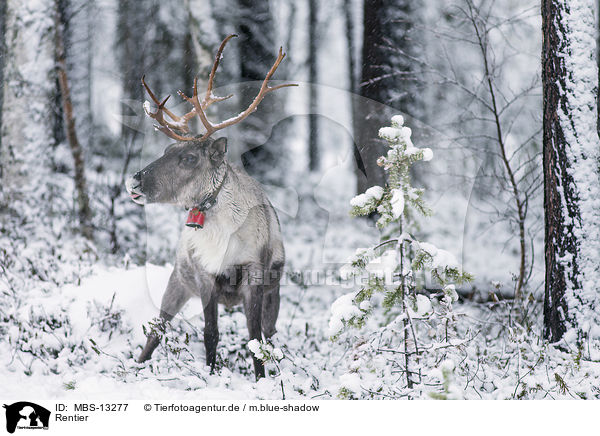 Rentier / reindeer / MBS-13277