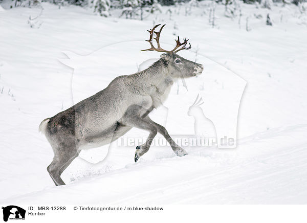Rentier / reindeer / MBS-13288