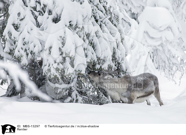 Rentier / reindeer / MBS-13297