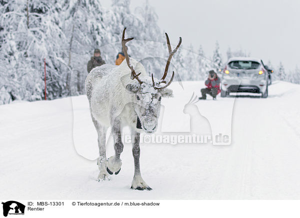 Rentier / reindeer / MBS-13301