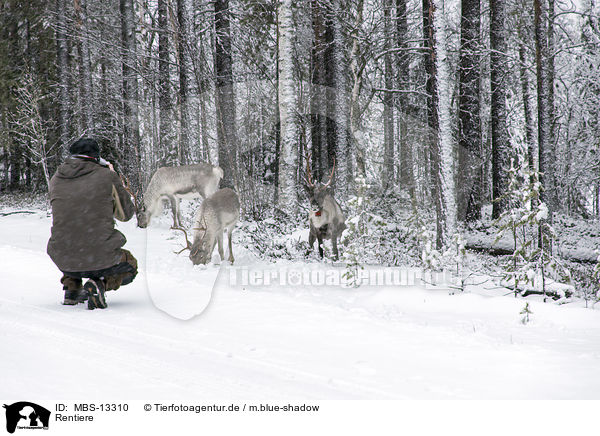 Rentiere / reindeer / MBS-13310