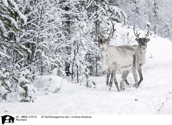 Rentiere / reindeer / MBS-13312