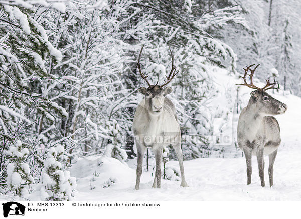 Rentiere / reindeer / MBS-13313