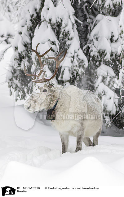 Rentier / reindeer / MBS-13316