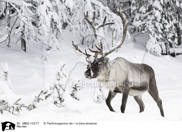 Rentier / reindeer / MBS-13317