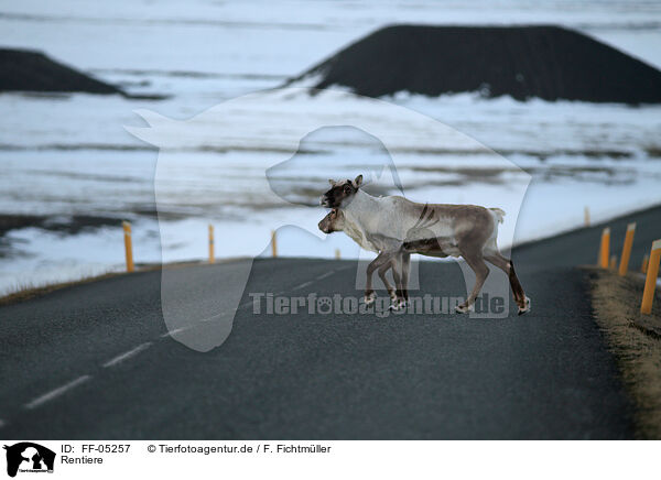 Rentiere / reindeers / FF-05257