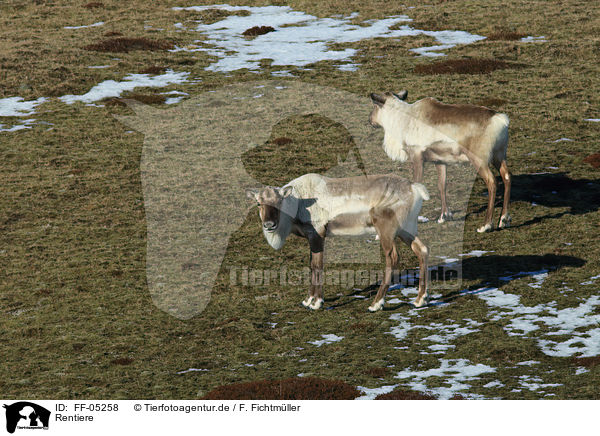 Rentiere / reindeers / FF-05258