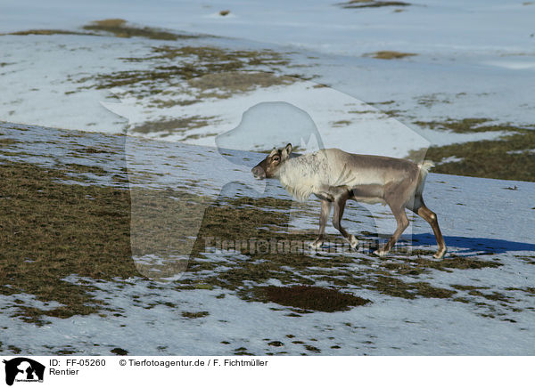 Rentier / reindeer / FF-05260
